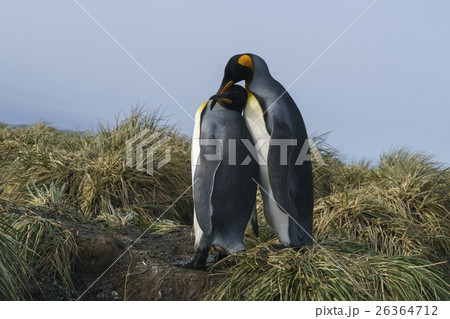サウスジョージア島のキングペンギンのつがい サウスジョージア島のキングペンギンのつがい 26364712