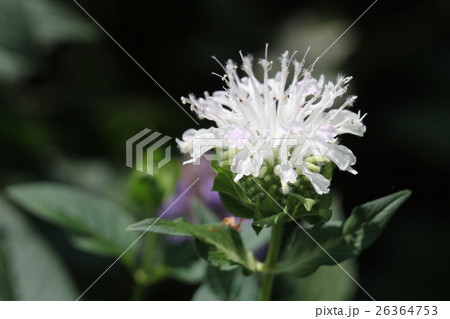 モナルダ 26364753