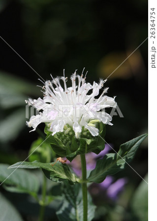 モナルダ 26364754