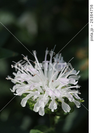 モナルダ 26364756