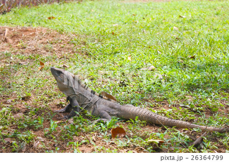 カリブのビーチ 26364799