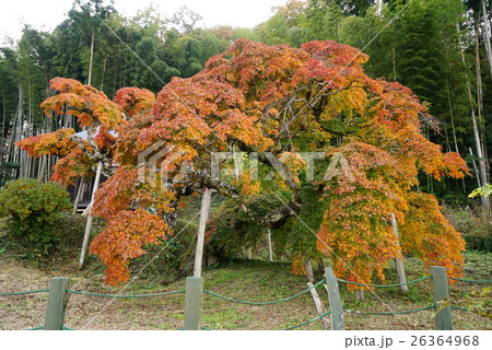 中釜戸のシダレモミジの写真素材 [26364968] PIXTA