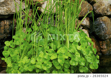 団扇銭草 26365024