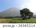 牛と大山 26365214