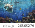 水族館 26365279