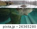 アザラシ 26365280