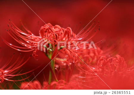 巾着田曼珠沙華 26365551