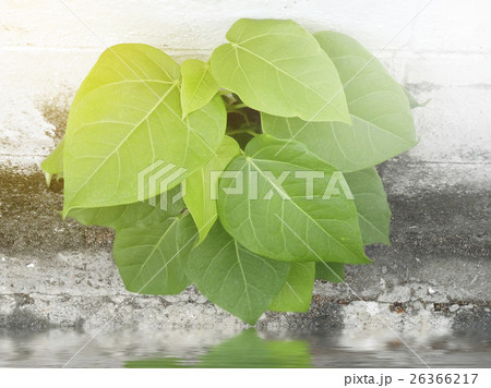Green leaf background ,Bodhi Tree Spontaneously 26366217