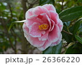 素顔 26366220
