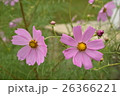 姉妹 26366221