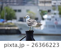 次の場所 26366223