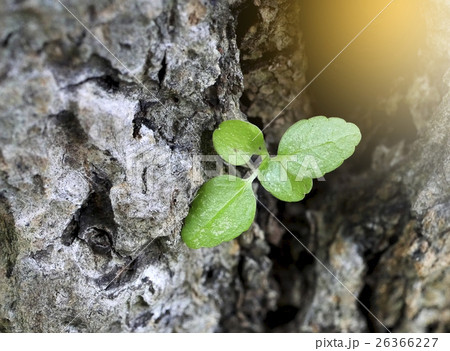 little green plant grows on wood crack 26366227