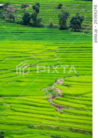 Green Terraced Rice Field in Chiang Mai, Thailand  26366248