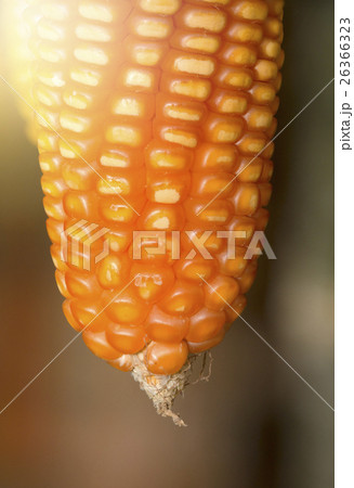 Dried corn cob for food ingredient background Dried corn cob for food ingredient background 26366323
