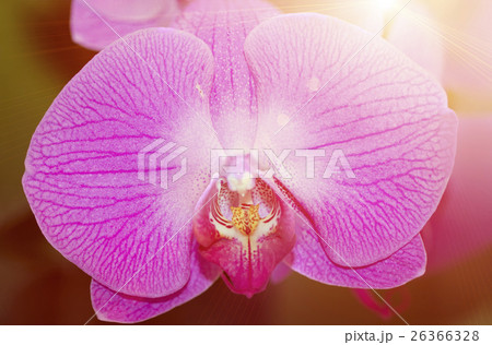 purple and pink orchid flowers close up macro purple and pink orchid flowers close up macro 26366328