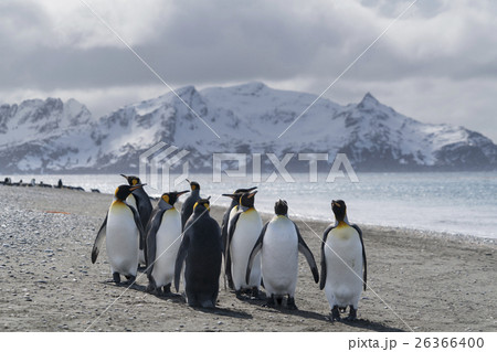 サウスジョージア島の海辺を歩くキングペンギンの群れ サウスジョージア島の海辺を歩くキングペンギンの群れ 26366400