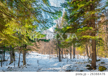 Fantastic winter forest 26366476