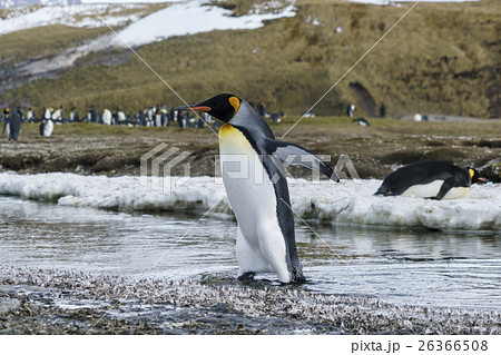 川を渡るキングペンギン サウスジョージア島 川を渡るキングペンギン サウスジョージア島 26366508
