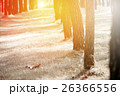 Walking trail pine-trees and sunlight 26366556