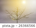 Branch of dead tree with sunlight 26366566