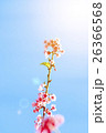 cherry blossom in sunshine with blue sky 26366568