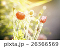 red poppy with sunlight and blurred background 26366569