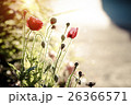 red poppy with sunlight and blurred background 26366571