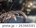 Grass flower on blurredbackground 26366581