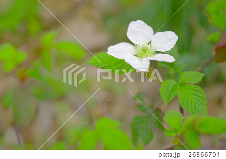 草苺の花 26366704