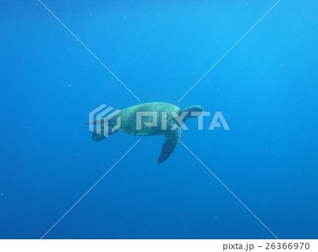 アオウミガメ　in小笠原諸島 26366970