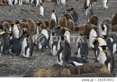 サウスジョージア島のキングペンギンのコロニー サウスジョージア島のキングペンギンのコロニー 26367851