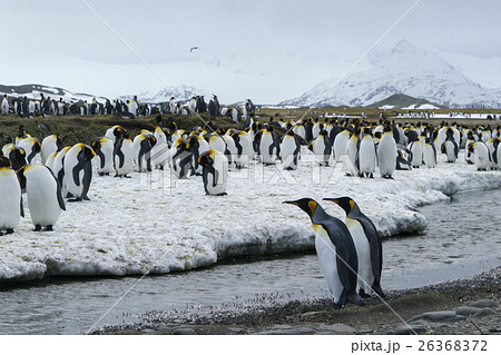 川岸で換羽を待つキングペンギンの群れ 26368372