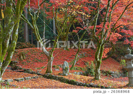 鶏足寺紅葉 26368968