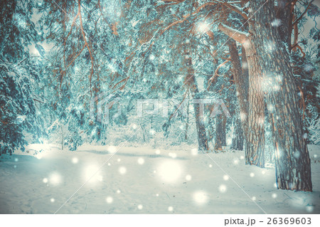snow-covered trees plants forest in winter 26369603