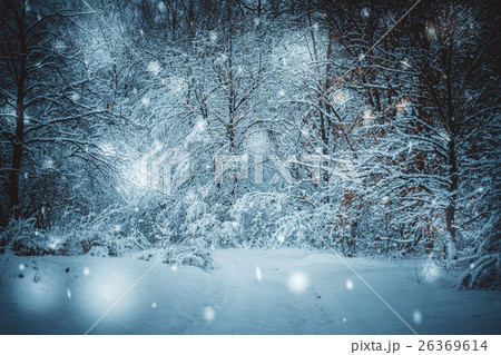 snow-covered trees plants forest in winter 26369614