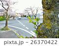 新芽 26370422