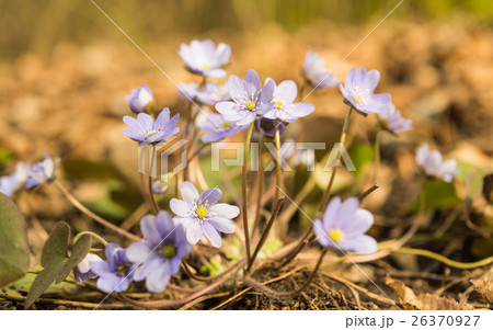Hepatica nobilis 26370927