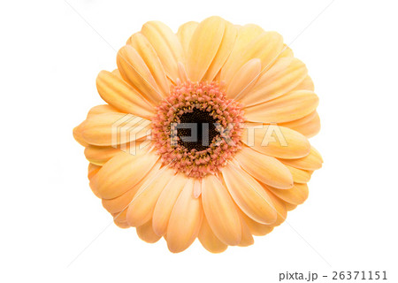 gerbera flower gerbera flower 26371151