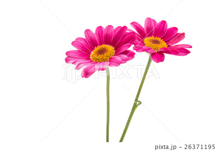 pink daisy 26371195