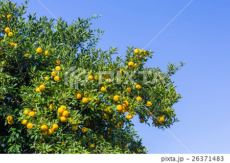 Yuzu tree - Stock Photo [26371483] - PIXTA