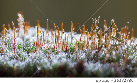 Dew drops on moss and lichen 26372736