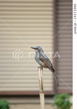ヒヨドリ ヒヨドリ 26372966