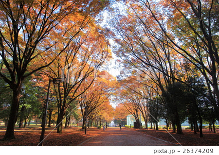 砧公園の紅葉 砧公園の紅葉 26374209