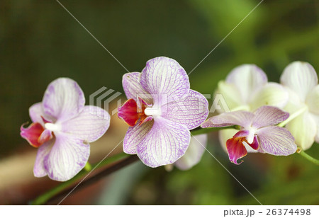 Phalaenopsis Orchid. 26374498
