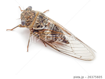 Cicada isolated top view 26375605