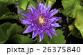 Beautiful purple lotus 26375840
