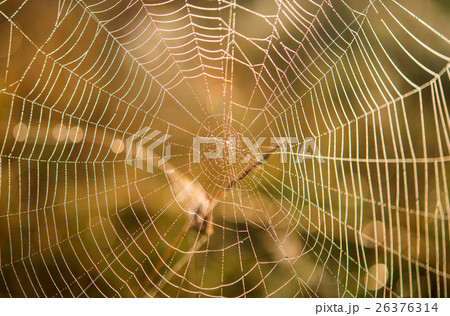 Spider net Macro Spiderweb Spider net Macro Spiderweb 26376314