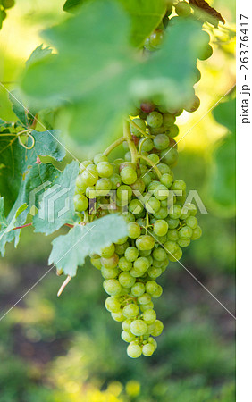 green grapes 26376417