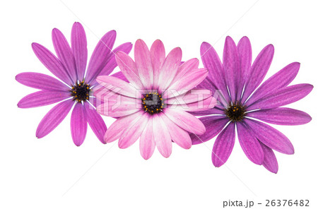 Violet Pink Osteosperumum Flower Daisy Isolated 26376482