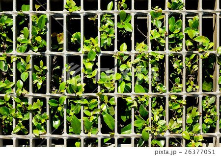 overgrown with weeds drain cover 26377051